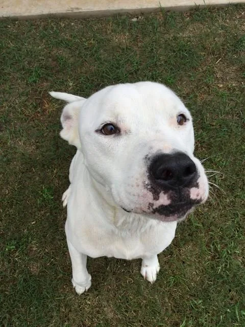 An adult medium-sized male American Bulldog dog named Blizzard for adoption in Appling, GA