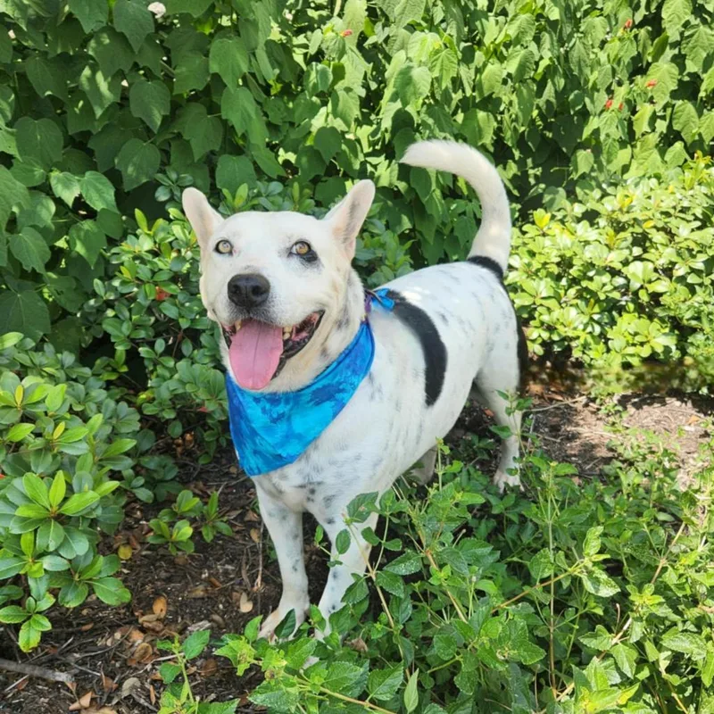 An adult large-sized male American Staffordshire Terrier dog named Harley JuM for adoption in Austin, TX