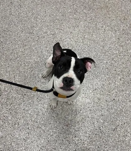 An adult medium-sized female Terrier dog named Magpie for adoption in Gastonia, NC