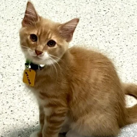 Oscar  Super Cute