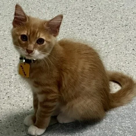 Oscar  Super Cute thumbnail 2