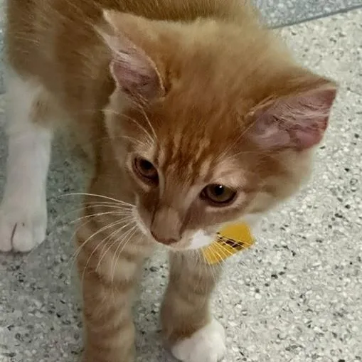 Oscar  Super Cute thumbnail 3