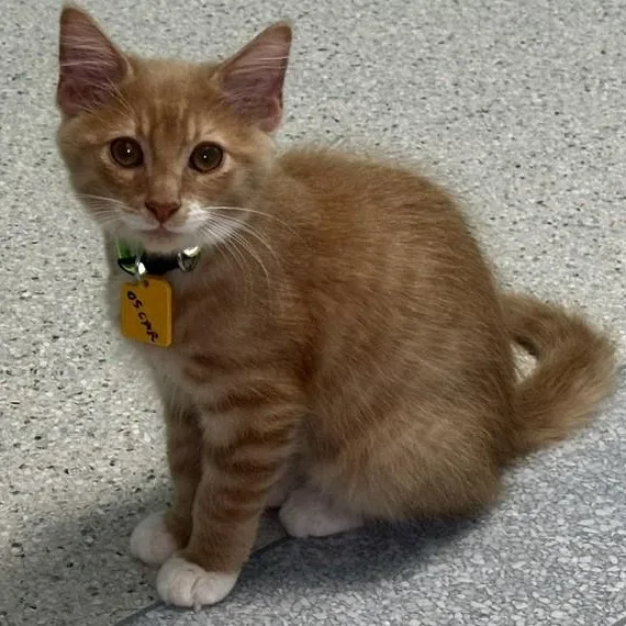 Oscar  Super Cute thumbnail 4