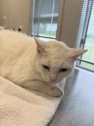 An adult large-sized female Domestic Short Hair cat named Tiga for adoption in Lafayette, IN