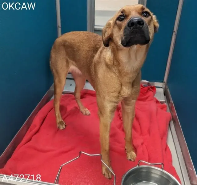 A young large-sized female Labrador Retriever dog named Azena for adoption in Oklahoma City, OK