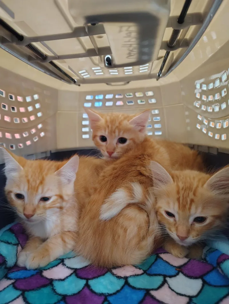 A baby medium-sized female Domestic Short Hair cat named Squidward for adoption in Lincoln, CA