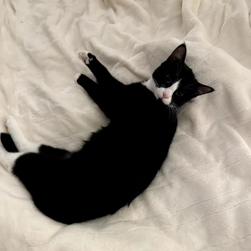 A young small-sized female Black Domestic Short Hair cat named Willow for adoption in Tulsa, OK