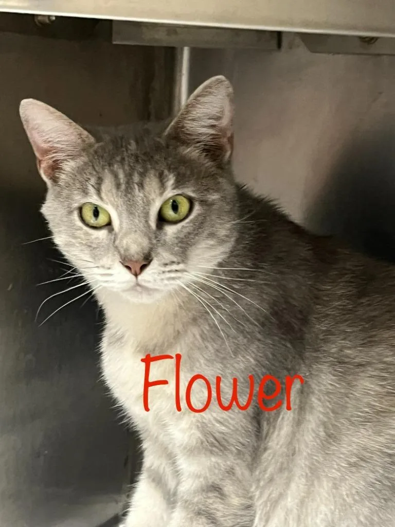 A young small-sized female Domestic Short Hair cat named Flower for adoption in Princeton, IN
