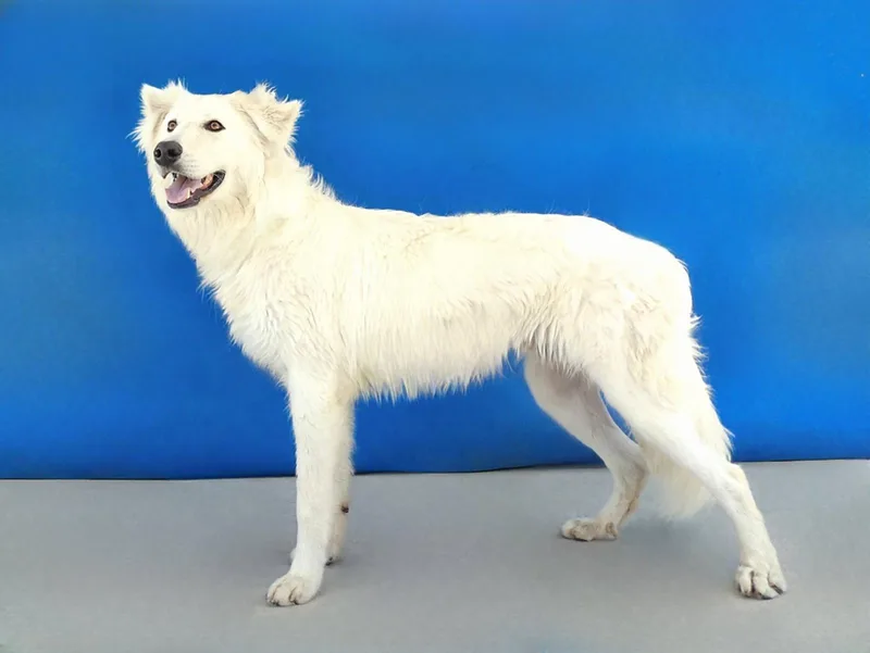 A young medium-sized male Great Pyrenees dog named Marvin for adoption in Pasadena, CA