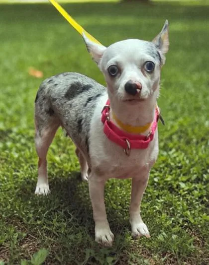 An adult small-sized female Chihuahua dog named Mama Merle for adoption in Malvern, PA