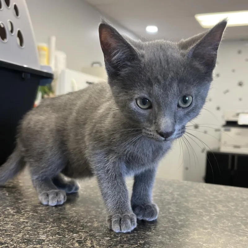 A baby small-sized male Gray / Blue / Silver Domestic Short Hair cat named Ziggy for adoption in Morganfield, KY