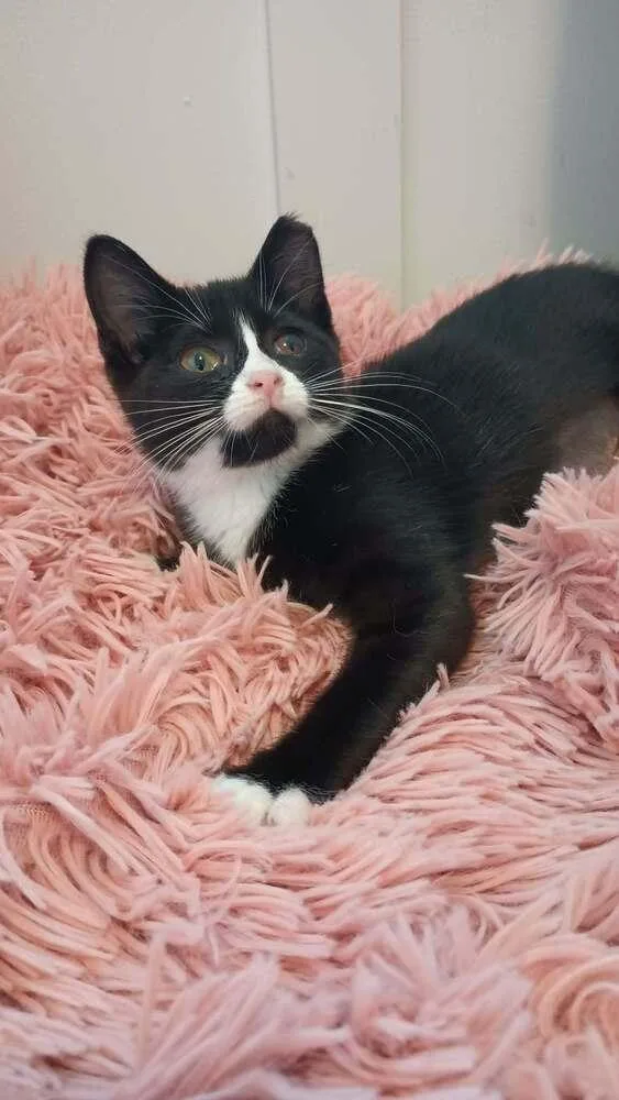 A baby small-sized female Domestic Short Hair cat named Elena for adoption in Ferndale, MI