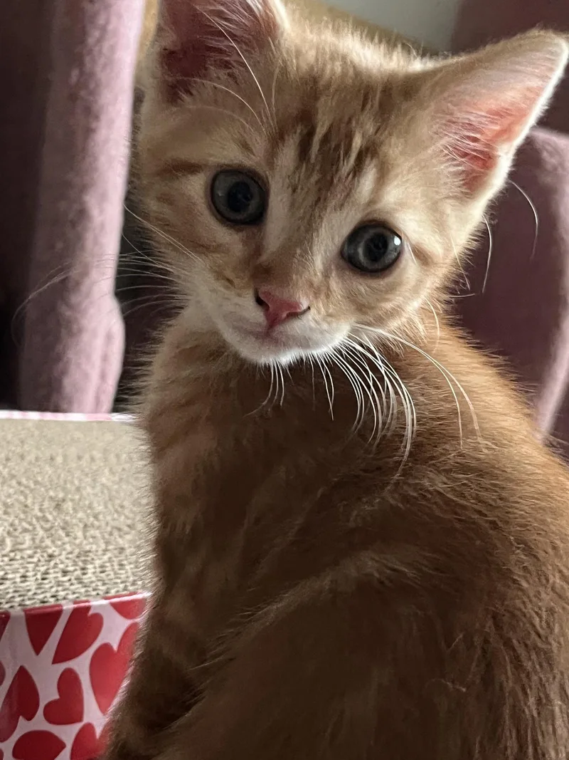 A baby medium-sized male Orange / Red Domestic Short Hair cat named Kola for adoption in Trenton, NJ