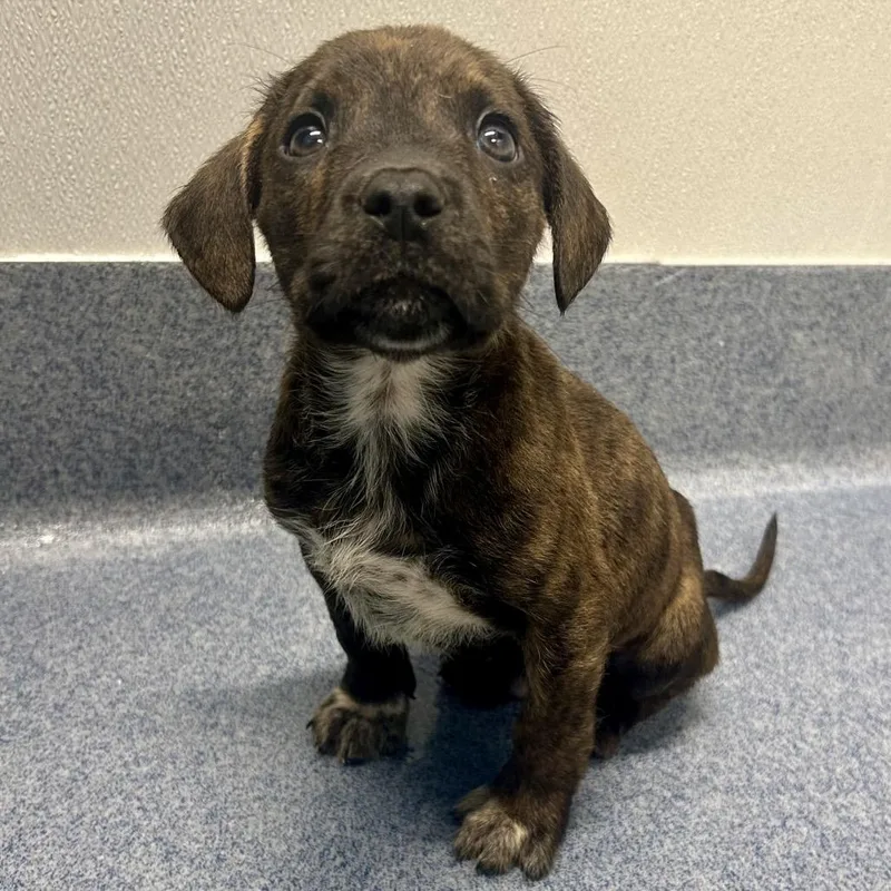 A baby small-sized male Black Mixed Breed dog named Wilson for adoption in St Joseph, MO