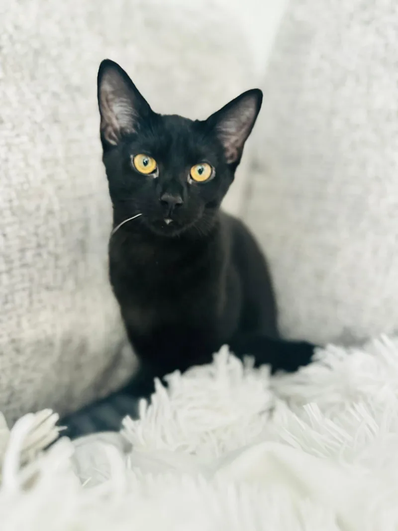 A baby small-sized female Black Domestic Short Hair cat named Azalea for adoption in Canal Winchester, OH