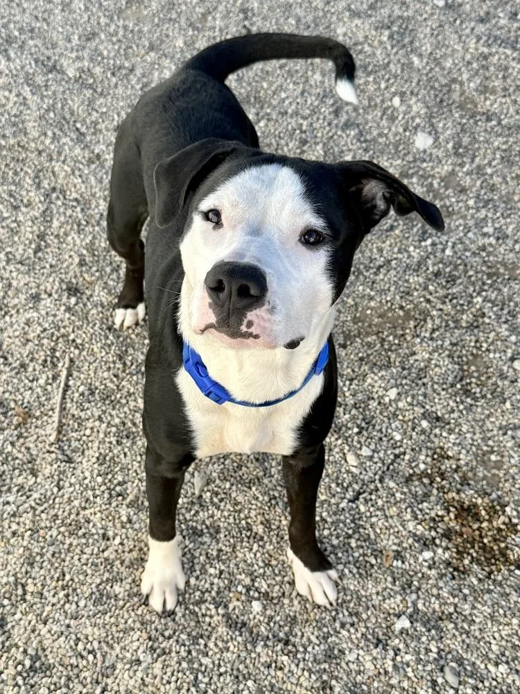 A young large-sized male Mixed Breed dog named Snoopy for adoption in Rochester, IN