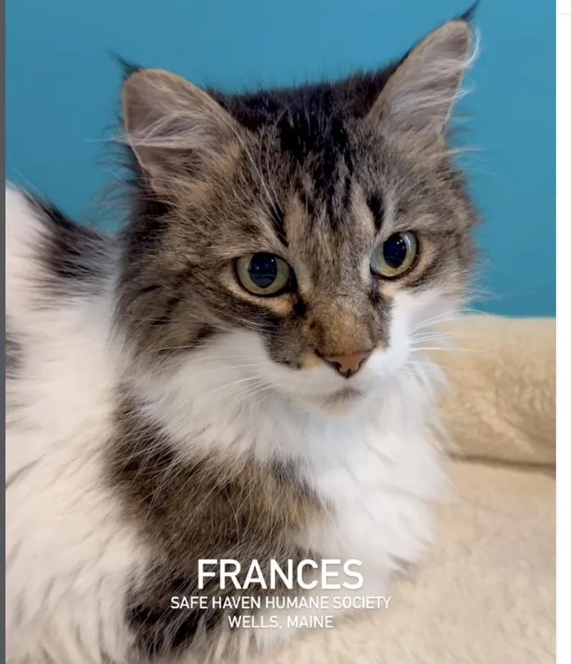 Frances