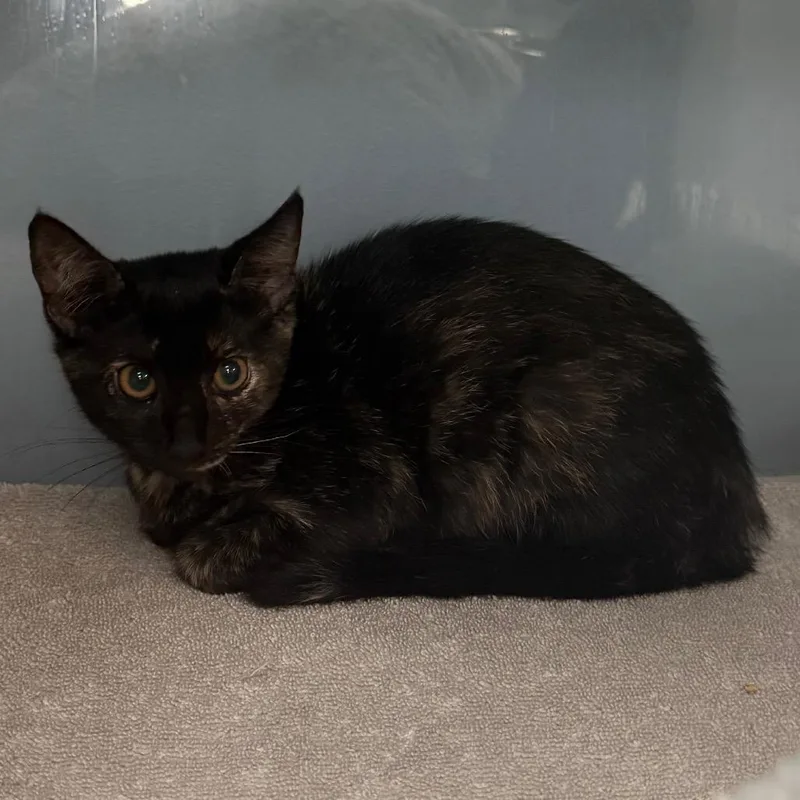 A baby small-sized female Tortoiseshell Domestic Short Hair cat named Venus for adoption in Port Charlotte, FL