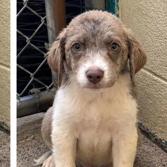 A baby medium-sized male Labrador Retriever dog named Snickerdoodle for adoption in Danbury, CT