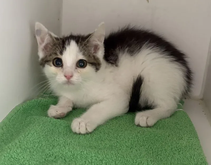A baby small-sized male Domestic Short Hair cat named Oscar for adoption in Rochester, IN