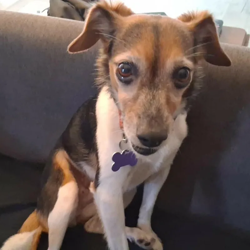 An adult small-sized female Beagle dog named Lola for adoption in Gulfport, MS