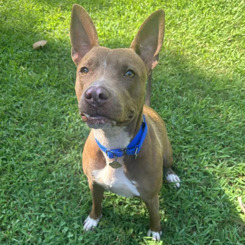 An adult medium-sized female Mixed Breed dog named Flo for adoption in Auburn, AL