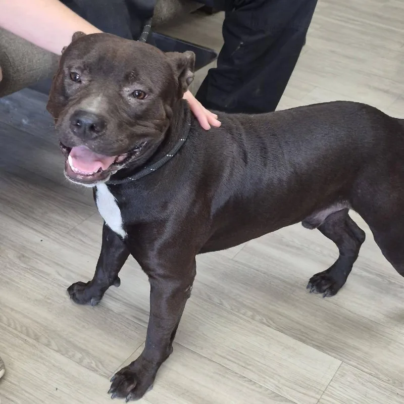An adult medium-sized male Pit Bull Terrier dog named Meatloaf for adoption in Cleveland, MS