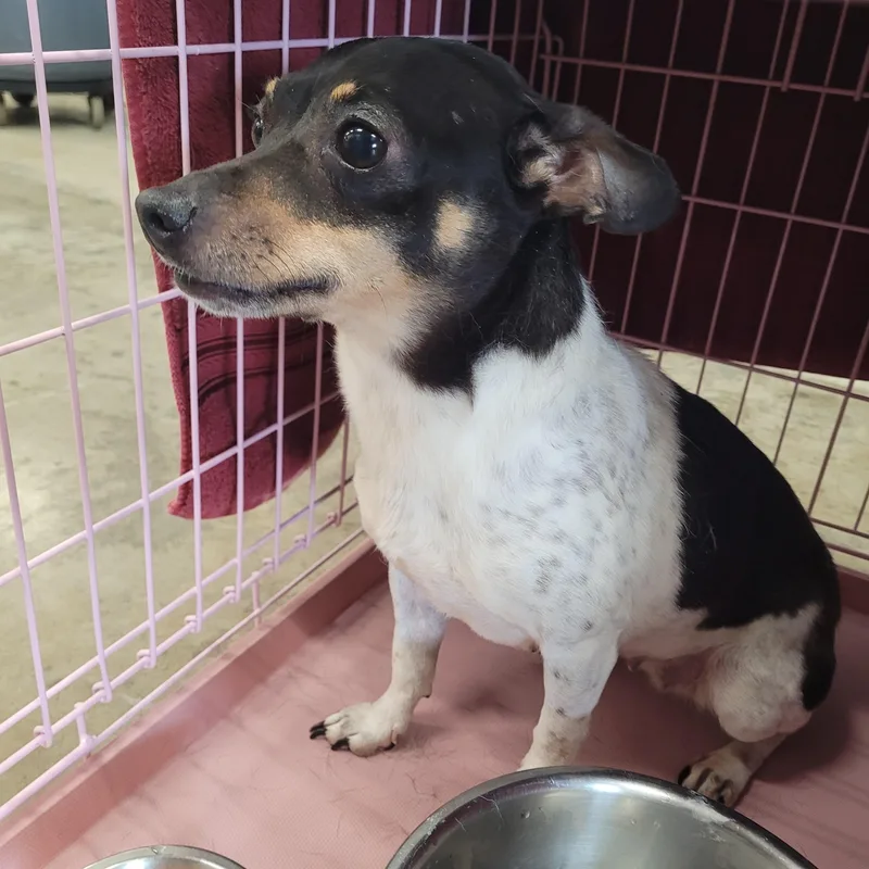 An adult small-sized female Jack Russell Terrier dog named Izzy for adoption in Urbana, IL