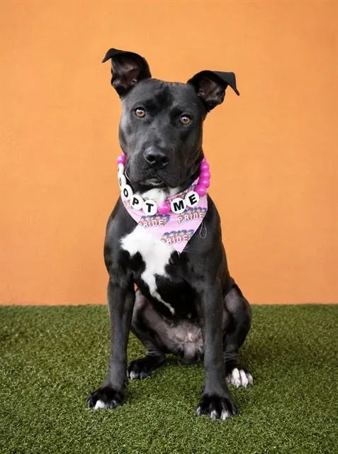 An adult large-sized female American Staffordshire Terrier dog named Leona for adoption in Miami, FL
