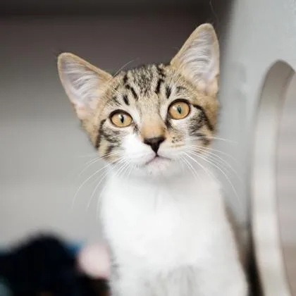 A baby small-sized male Gray / Blue / Silver Domestic Short Hair cat named Klein for adoption in Atlanta, GA