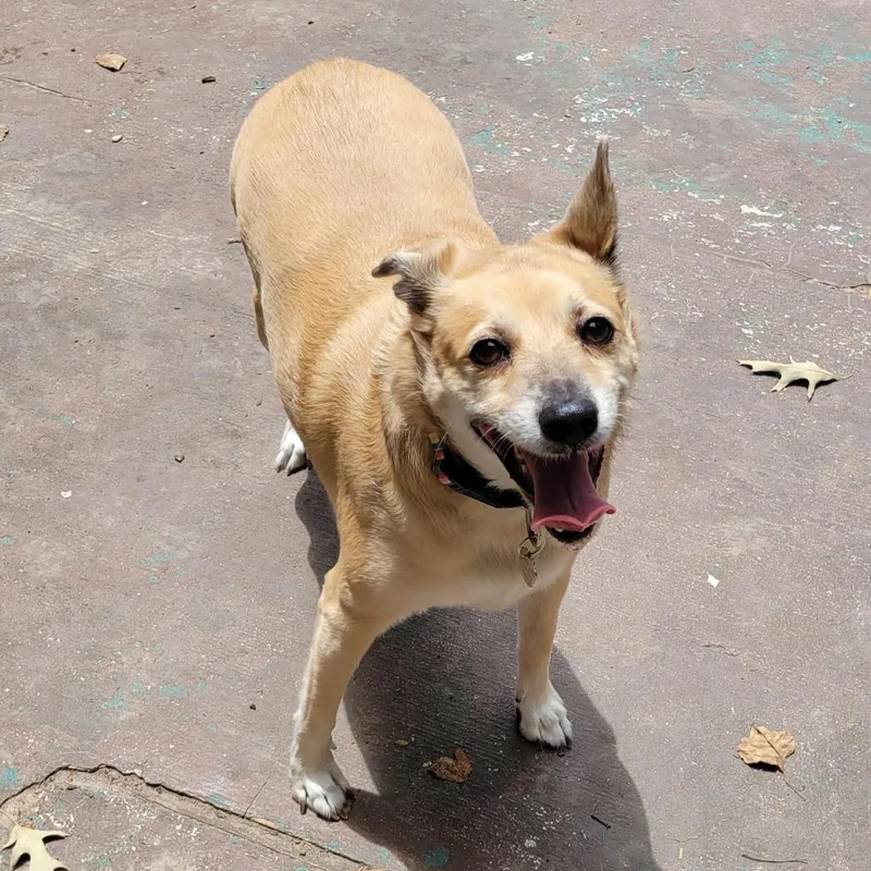 A senior medium-sized female Yellow / Tan / Blond / Fawn Black Mouth Cur dog named Chloe for adoption in Houston, TX