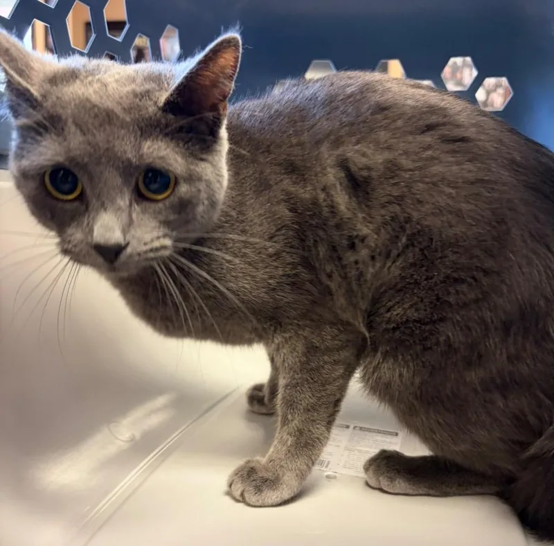 A baby small-sized female Domestic Short Hair cat named Bose for adoption in Maumelle, AR