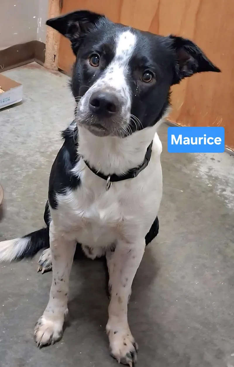 A young medium-sized male Black Border Collie dog named Maurice for adoption in Clinton, MO
