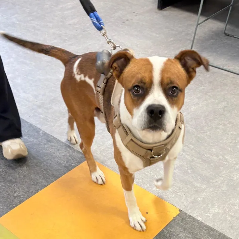 A young medium-sized male Brown / Chocolate Boxer dog named Bart for adoption in Philadelphia, PA