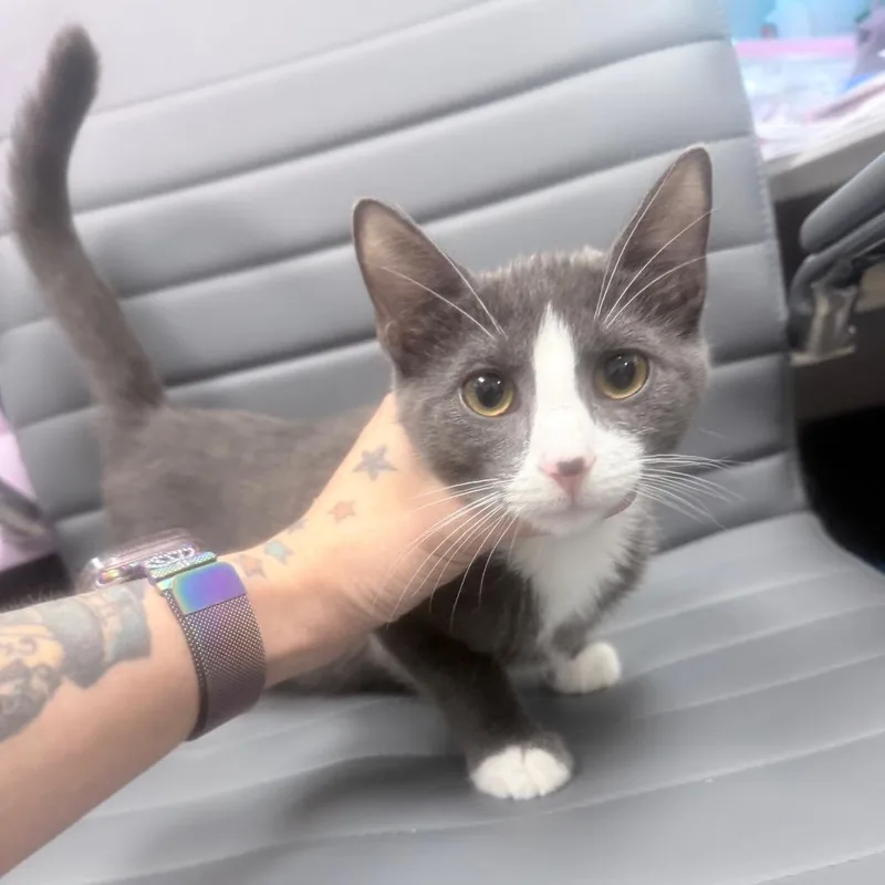 A young small-sized male Domestic Short Hair cat named Carmine for adoption in Jupiter, FL