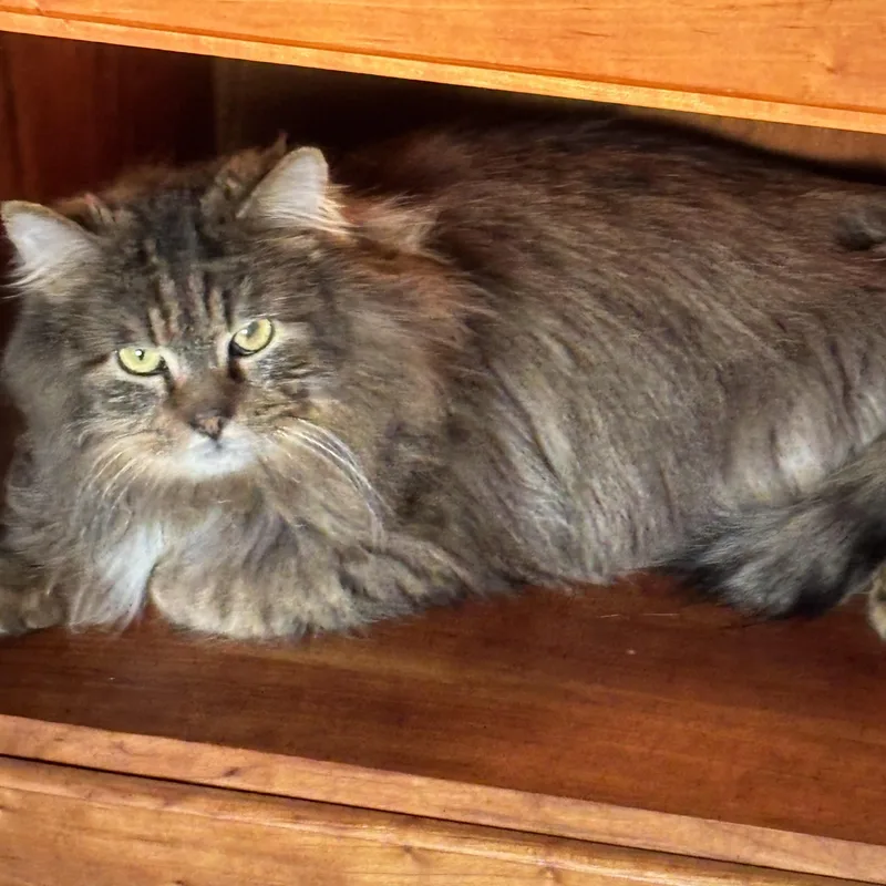 An adult medium-sized male Tabby (Brown / Chocolate) Domestic Long Hair cat named Aslanquiet Soul Seeks Loving for adoption in Laurel, MD