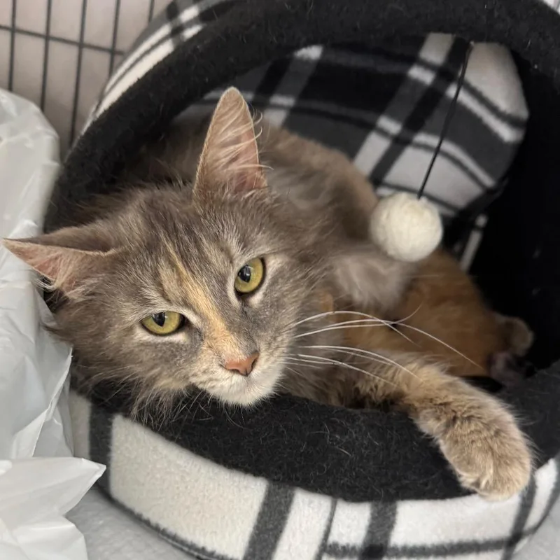 An adult medium-sized female Tortoiseshell Norwegian Forest Cat cat named Periwinkle for adoption in Mount Vernon, IL