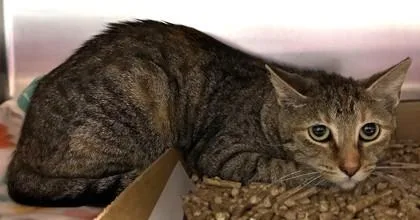 A young small-sized female Domestic Short Hair cat named Zora for adoption in New Albany, IN