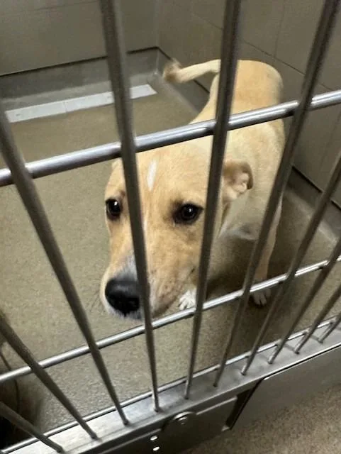 A young medium-sized female Mixed Breed dog named Mamma Mia for adoption in Rome, GA