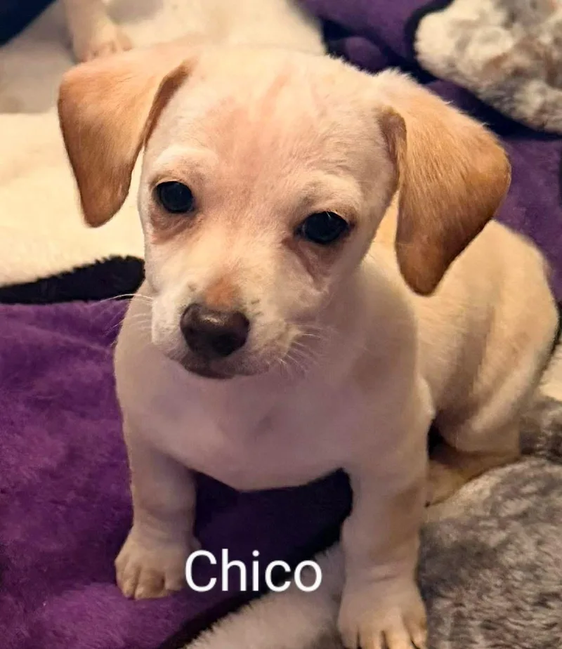 Chico