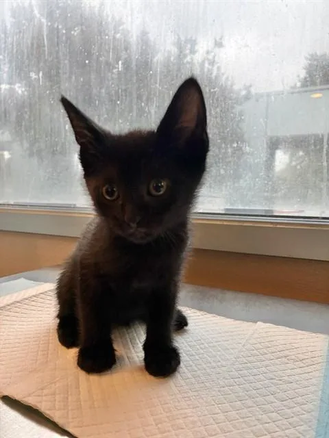 A baby small-sized male Domestic Short Hair cat named Hulk for adoption in San Jose, CA