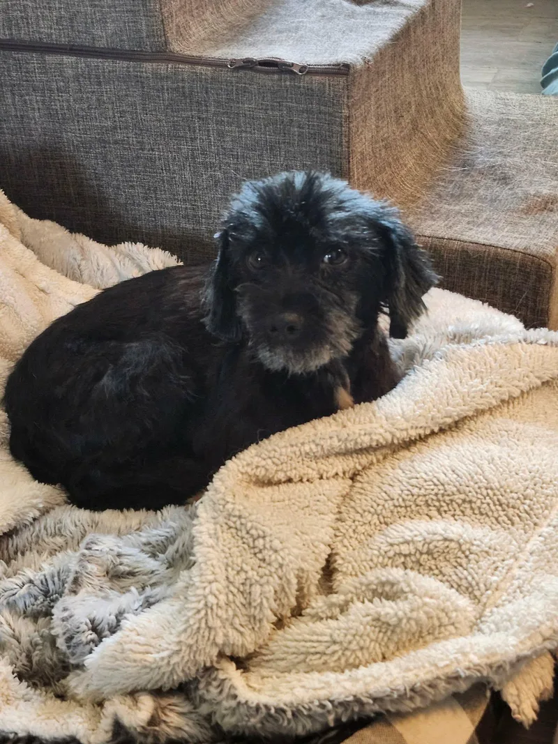 An adult small-sized female Black Shih Tzu dog named Betsy for adoption in Van Alstyne, TX