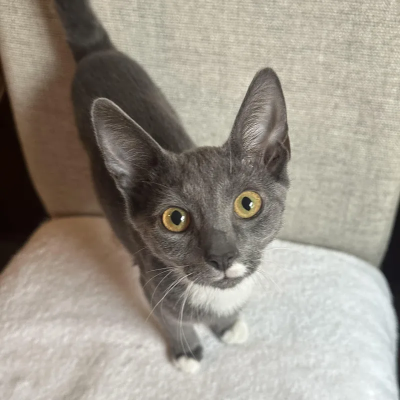 A baby medium-sized female Gray & White Domestic Short Hair cat named Gray for adoption in Colonia, NJ