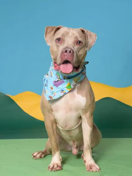 An adult large-sized male Pit Bull Terrier dog named Nehemiah for adoption in Atlanta, GA