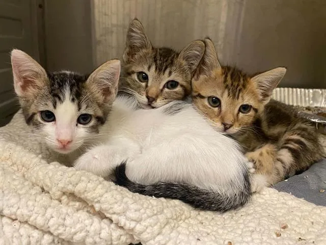 A baby small-sized female Domestic Short Hair cat named Fleece for adoption in Tustin, CA