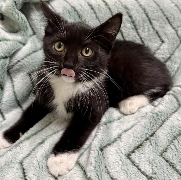 A young medium-sized female Black & White / Tuxedo Domestic Short Hair cat named Lucy for adoption in Miller Beach, IN