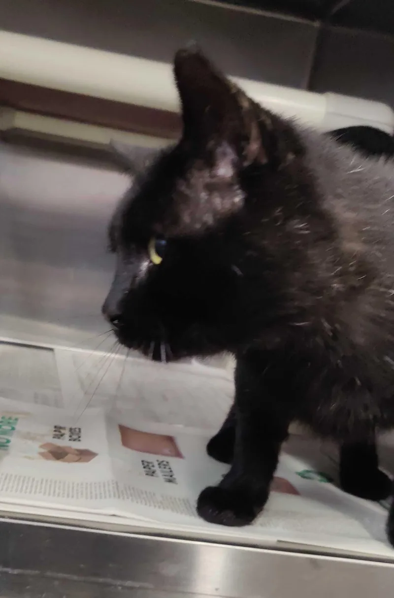 A senior medium-sized male Black Domestic Short Hair cat named Herman for adoption in Fruit Heights, UT
