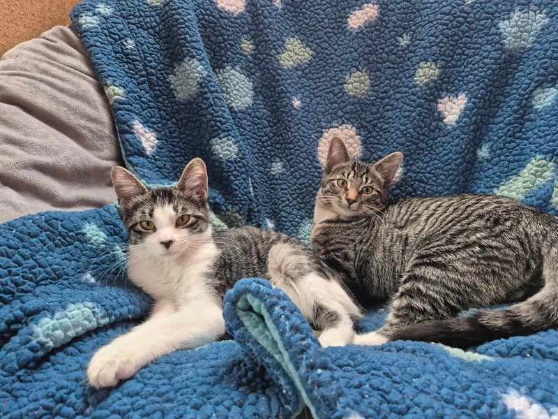 Peppermint thumbnail 2