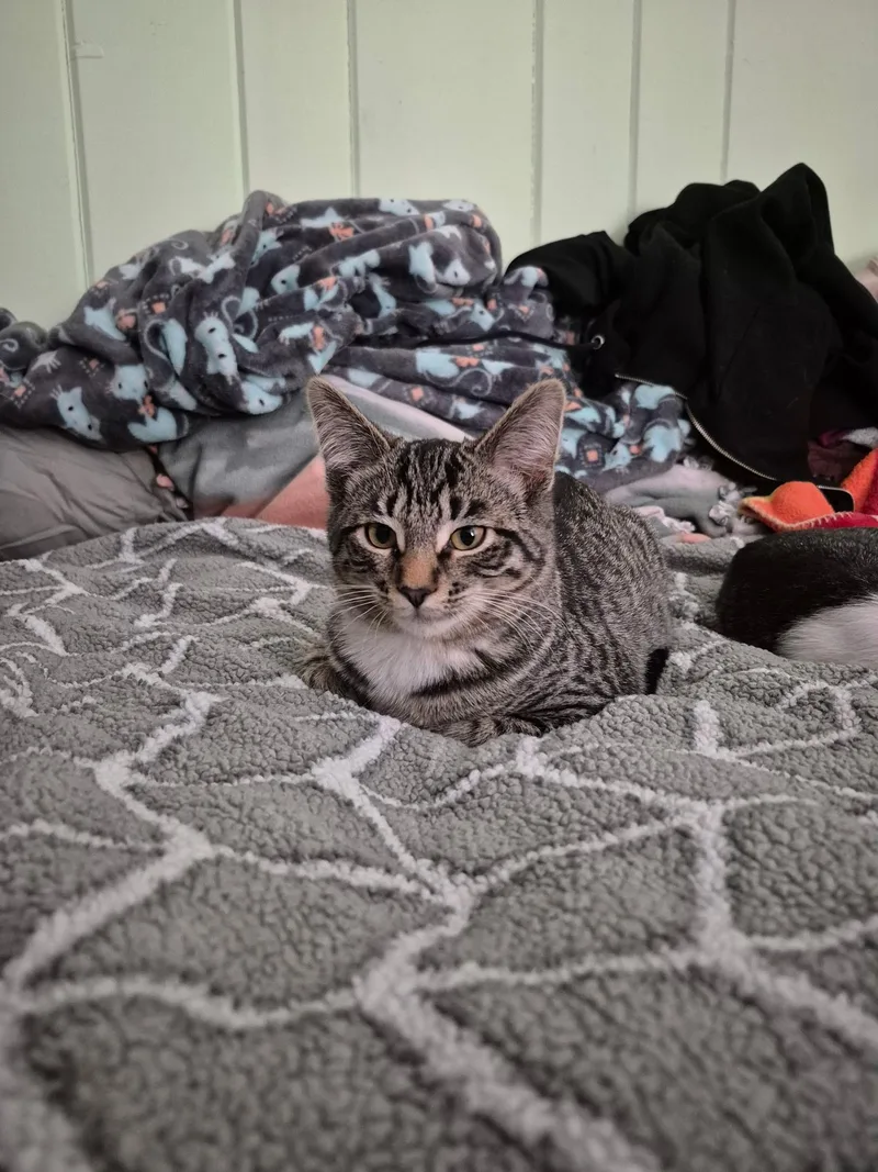 Peppermint thumbnail 3