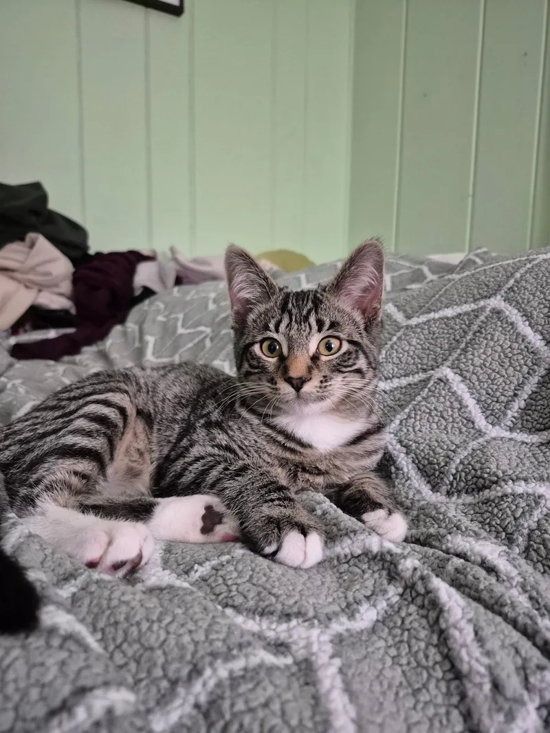 A young medium-sized male Tabby (Brown / Chocolate) Domestic Short Hair cat named Peppermint for adoption in St. Charles, IL